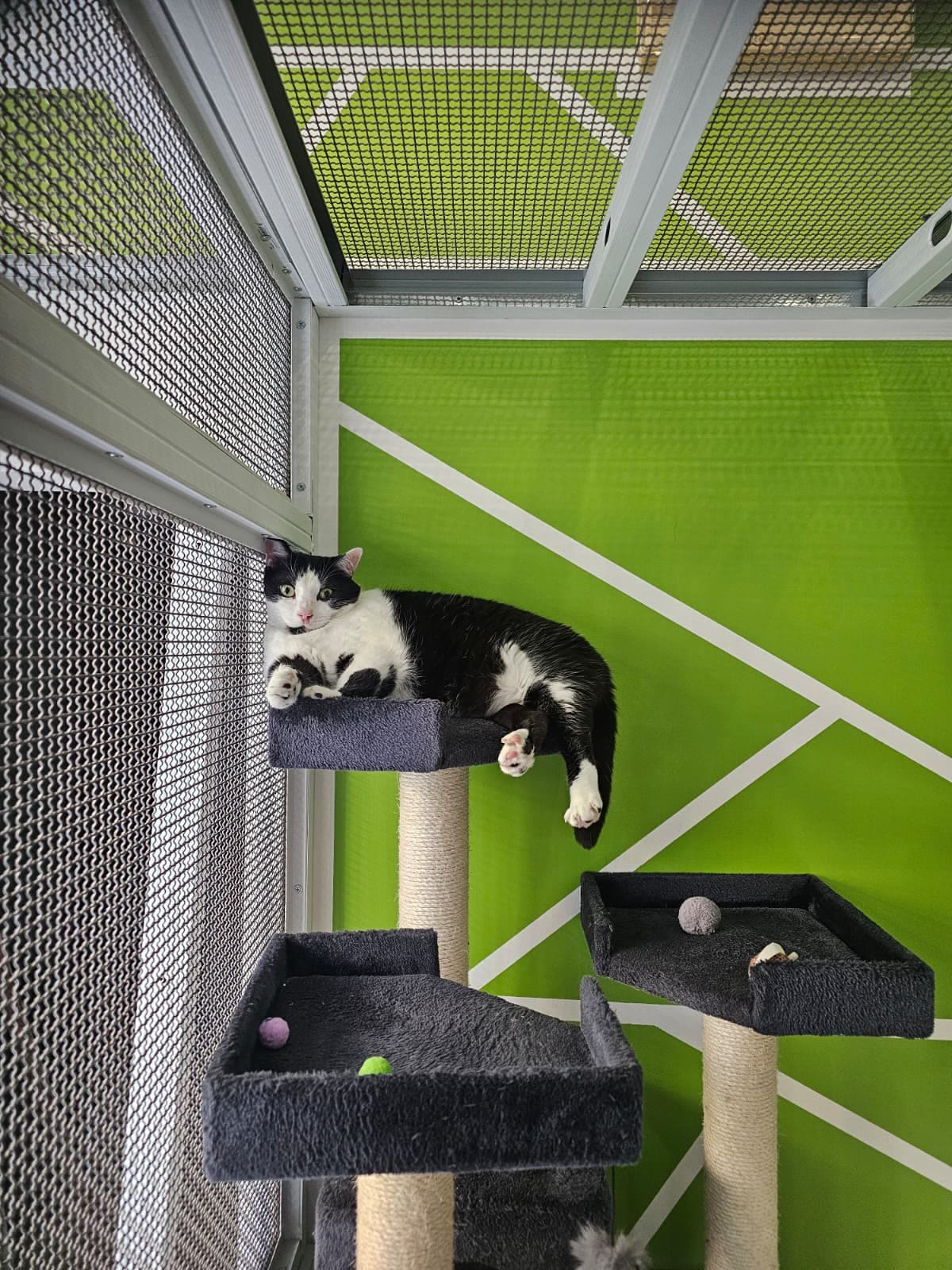 Gatto bianco e nero sdraiato su un tiragraffi davanti alla parete verde del box