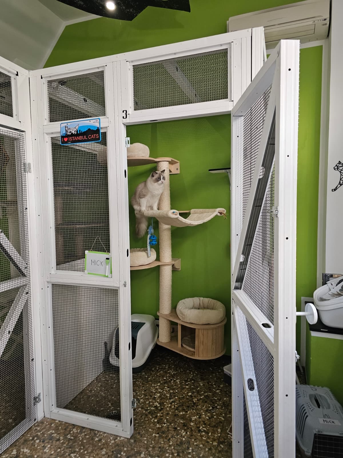 Il box numero 3 aperto: una gatta ragdoll sul tiragraffi a più livelli, con cuccia e lettiera