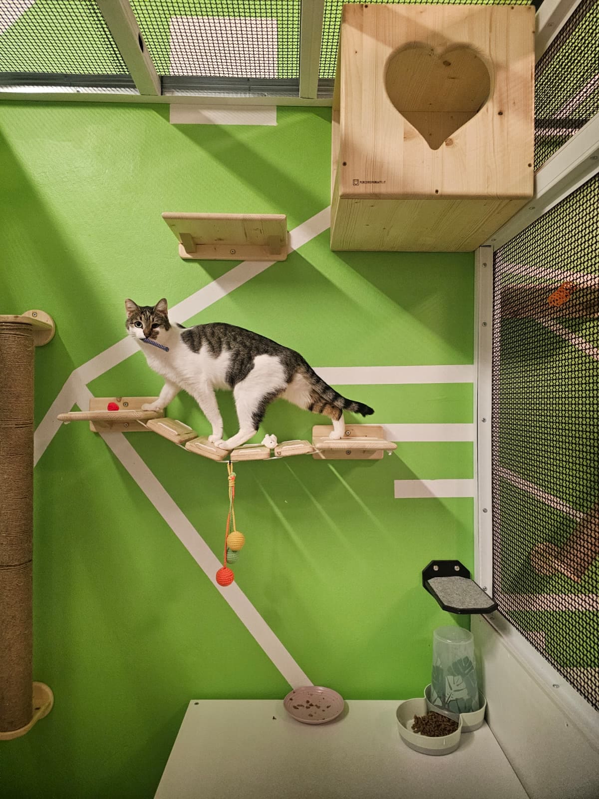 Gatto tigrato e bianco sui ripiani a parete di un box, con cuccia a cubo, ciotole e fontanella