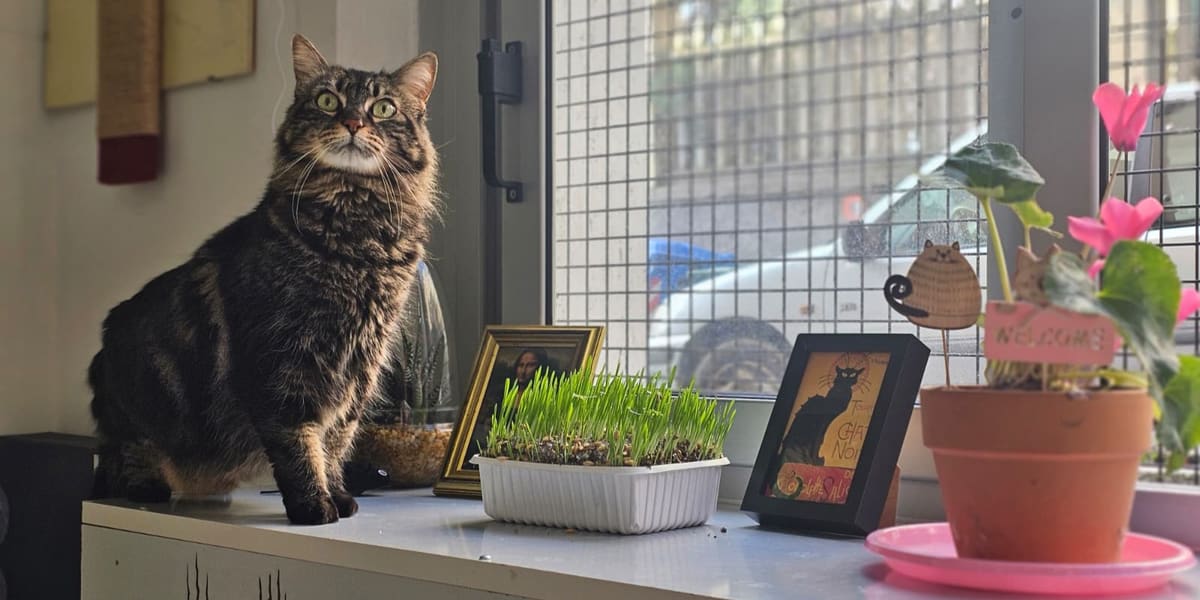 Gatto tigrato seduto sul davanzale della pensione, tra erba gatta e piante