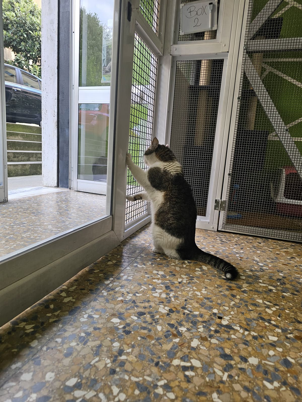 Un gatto davanti alla doppia porta d'ingresso, con vetro e rete di protezione